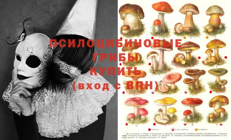 Галлюциногенные грибы Psilocybe  Югорск 